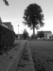 Big Tree At Ketley